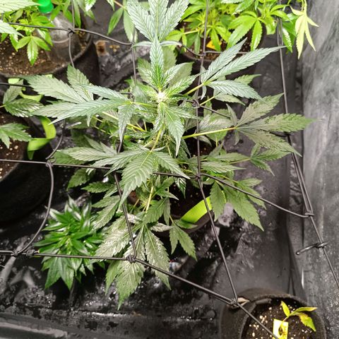 Apple pie #1 growlog timeline photo