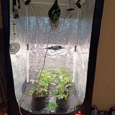Apple pie #1 growlog timeline photo