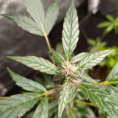 Apple pie #1 growlog timeline photo