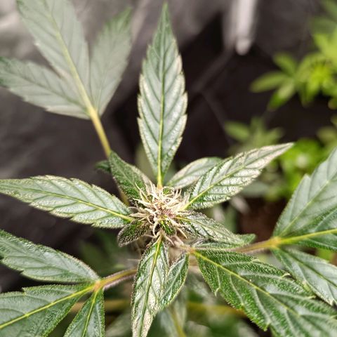 Apple pie #1 growlog timeline photo