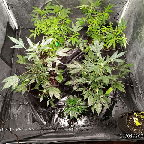 Apple pie #1 growlog timeline photo