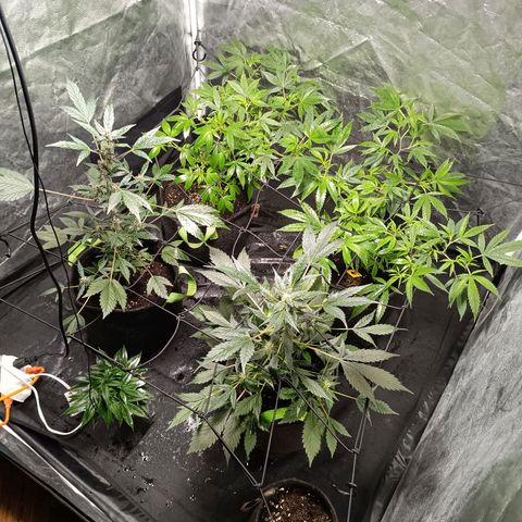 Apple pie #1 growlog timeline photo