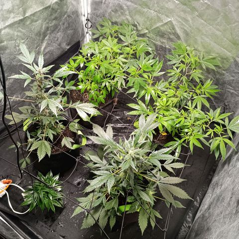 Apple pie #1 growlog timeline photo