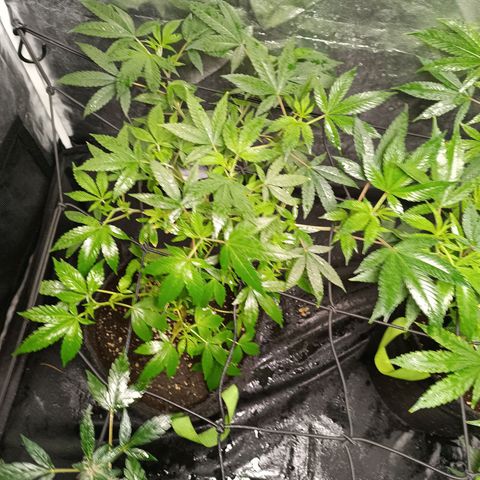 Apple pie #1 growlog timeline photo