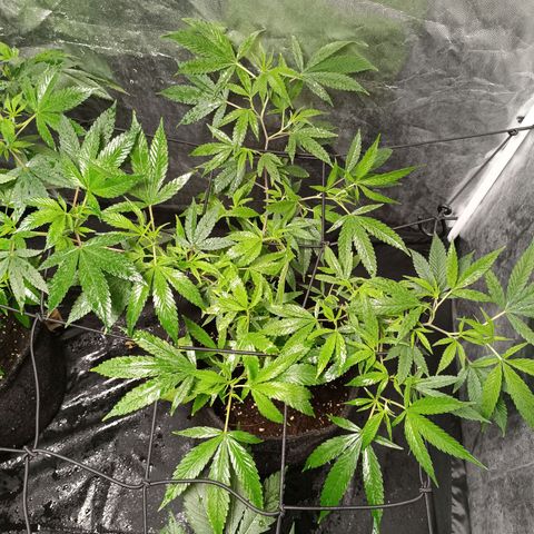 Apple pie #1 growlog timeline photo