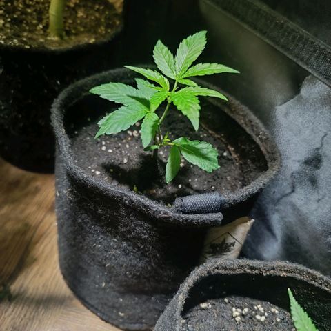 Apple pie  #1 growlog timeline photo