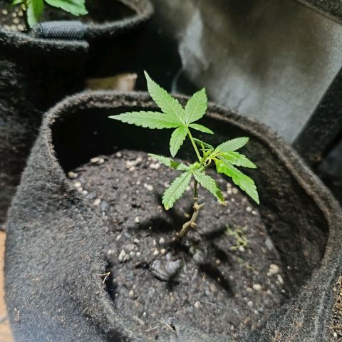 Apple pie  #2 growlog timeline photo