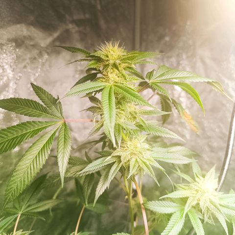 Apple pie #1 growlog timeline photo
