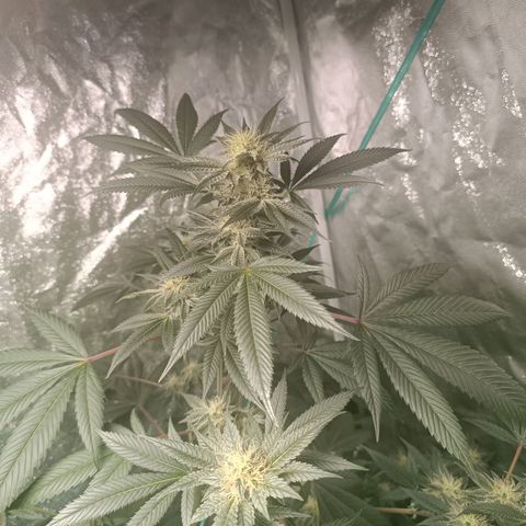 Apple pie #1 growlog timeline photo
