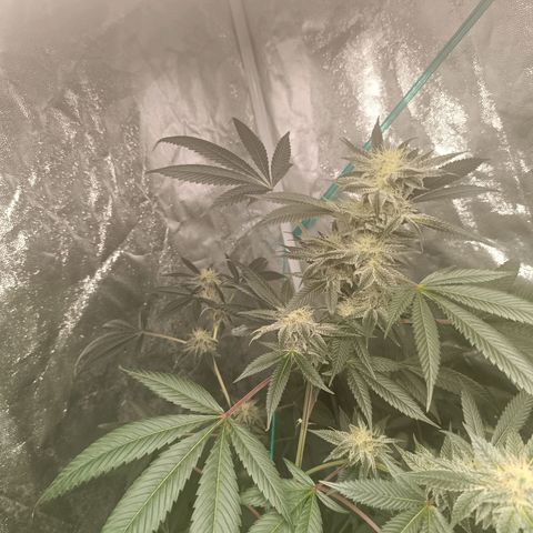 Apple pie #1 growlog timeline photo