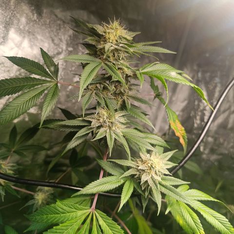Apple pie #1 growlog timeline photo