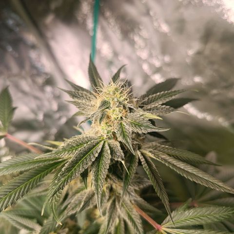 Apple pie #1 growlog timeline photo