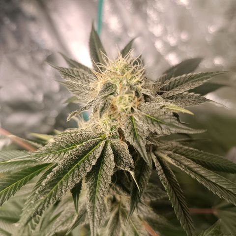 Apple pie #1 growlog timeline photo