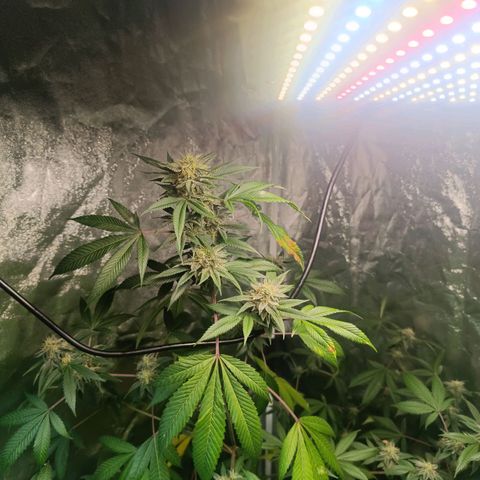 Apple pie #1 growlog timeline photo