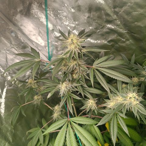 Apple pie #1 growlog timeline photo