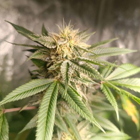 Apple pie #1 growlog timeline photo