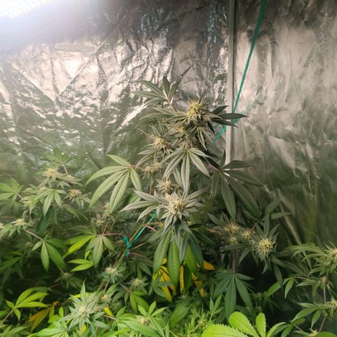 Apple pie #1 growlog timeline photo