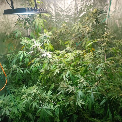 Apple pie #1 growlog timeline photo
