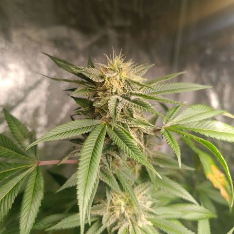 Apple pie #1 growlog timeline photo