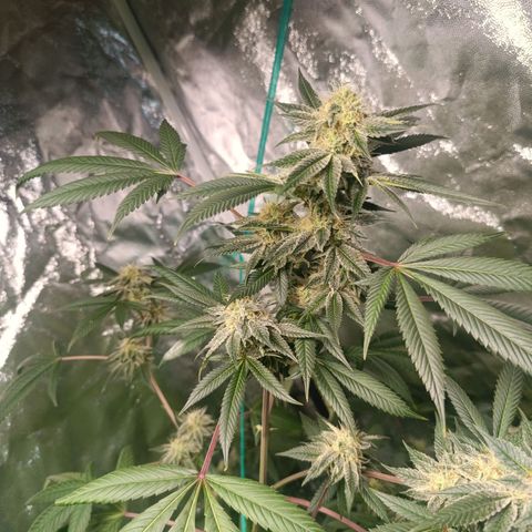 Apple pie #1 growlog timeline photo