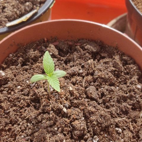 Green Gelato Automatic growlog photo