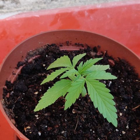 Green Gelato Automatic growlog photo