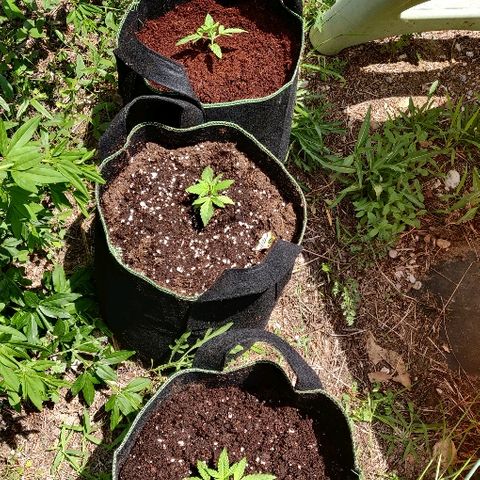 Green Gelato Automatic growlog photo