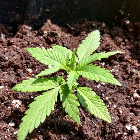 Green Gelato Automatic growlog photo
