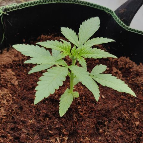 Blue Cheese Automatic growlog timeline photo