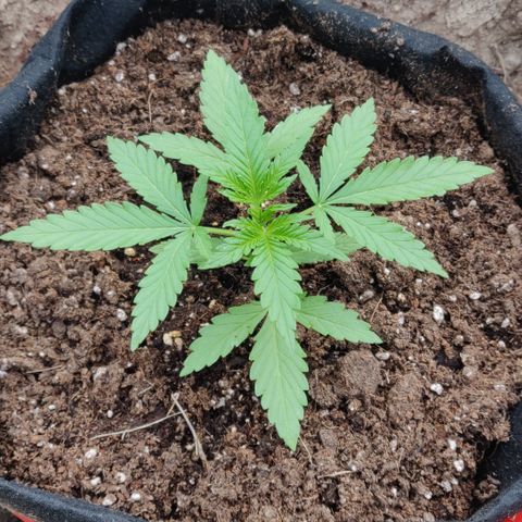 Green Gelato Automatic growlog timeline photo