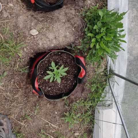 Green Gelato Automatic growlog timeline photo