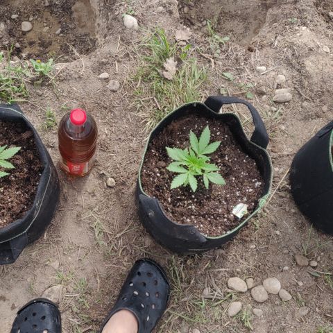 Green Gelato Automatic growlog timeline photo
