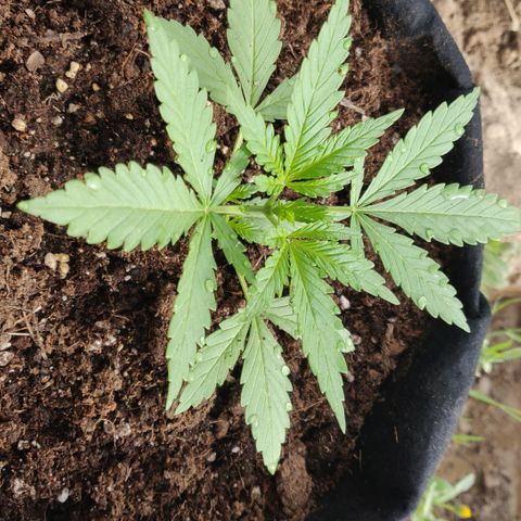 Green Gelato Automatic growlog timeline photo