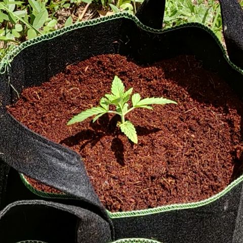 Blue Cheese Automatic growlog timeline photo