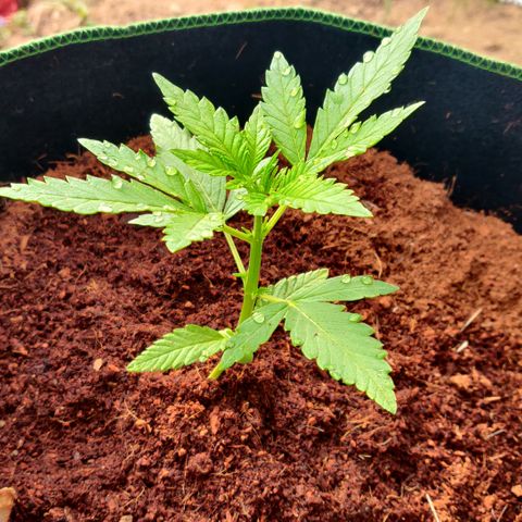 Blue Cheese Automatic growlog timeline photo