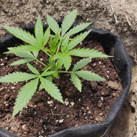 Green Gelato Automatic growlog timeline photo