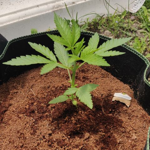 Blue Cheese Automatic growlog timeline photo