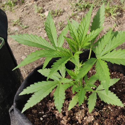 Green Gelato Automatic growlog timeline photo