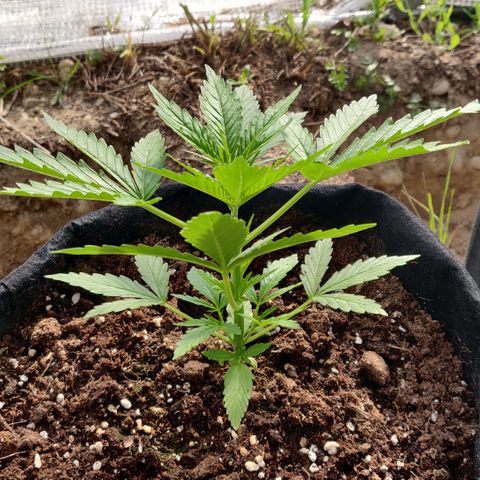 Green Gelato Automatic growlog timeline photo