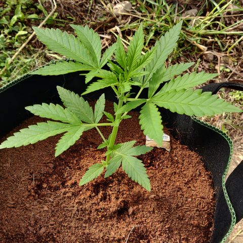 Blue Cheese Automatic growlog timeline photo