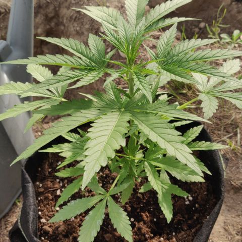 Green Gelato Automatic growlog timeline photo