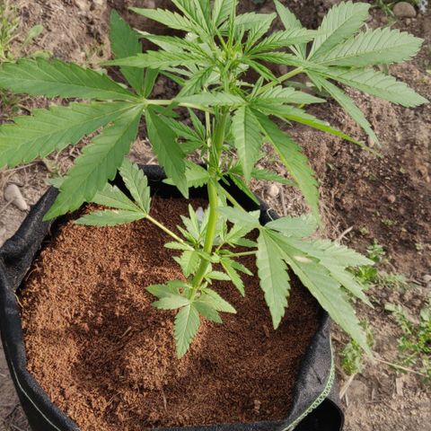 Blue Cheese Automatic growlog timeline photo