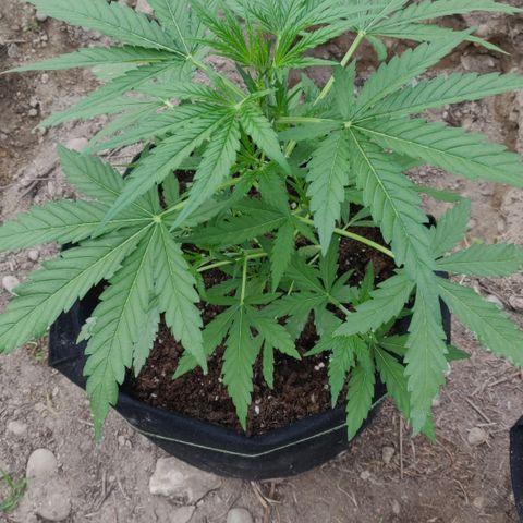 Green Gelato Automatic growlog timeline photo
