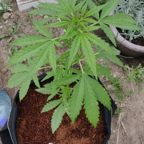 Blue Cheese Automatic growlog timeline photo