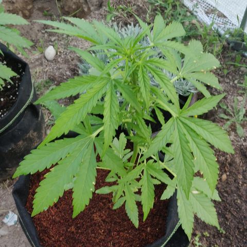 Blue Cheese Automatic growlog timeline photo