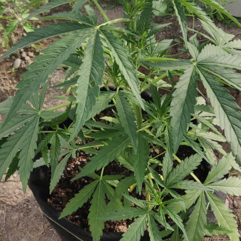 Green Gelato Automatic growlog timeline photo