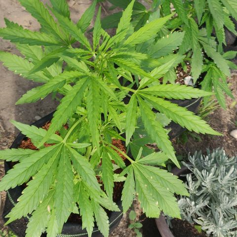 Blue Cheese Automatic growlog timeline photo