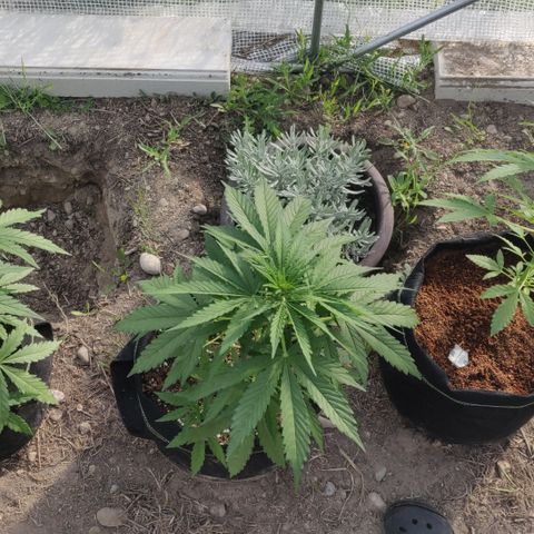 Green Gelato Automatic growlog timeline photo