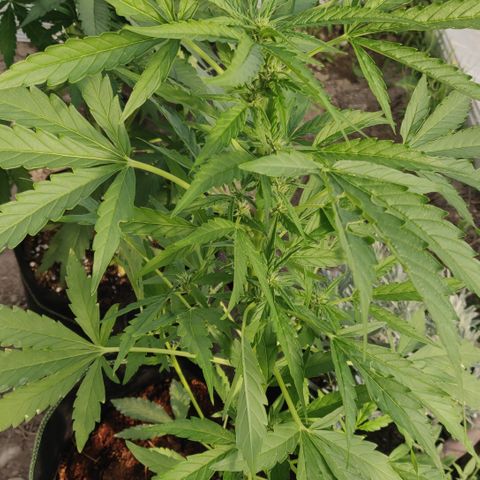Blue Cheese Automatic growlog timeline photo