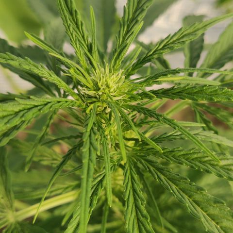 Blue Cheese Automatic growlog timeline photo